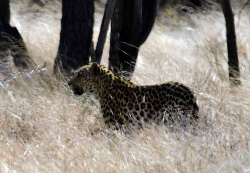 36 - Namibia - leopardo - parque nacional de Etosha